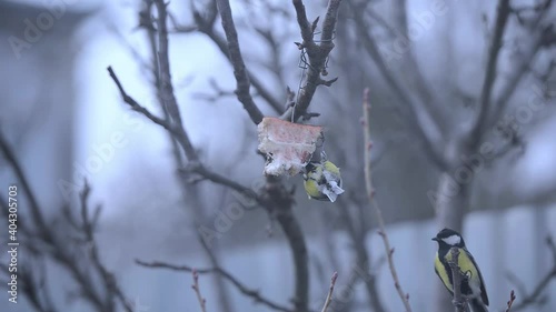 Tits eat a piece of lard hung from a tree.