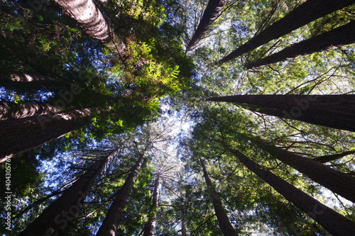 Henry Cowell Redwoods State Park, North Big Trees Park Road, Felton, Kalifornien, USA
 photo