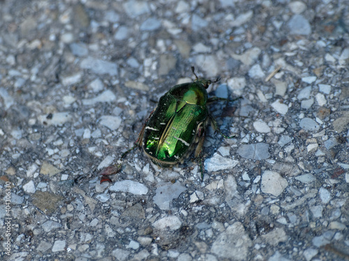 (Cetonia aurata) Cétoine dorée ou hanneton des roses photo