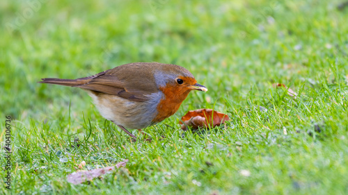 European Robin Feeding foraging for Food on Grass
