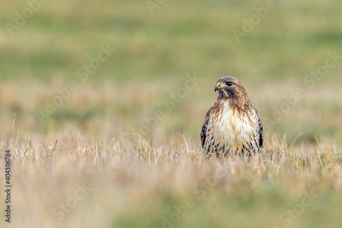 Red tailed hawk on the ground against a blurred background