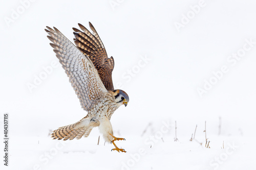 Female American Kestrel landing on white snow and wings up 