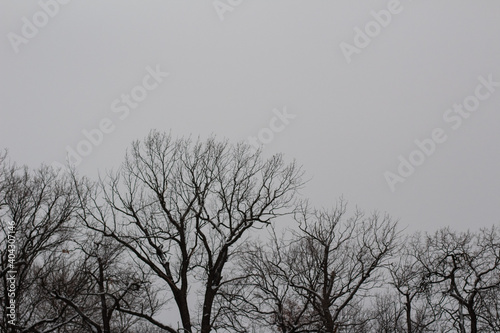 Tree crowns without leaves on the background of a gray sky in a city park in winter.