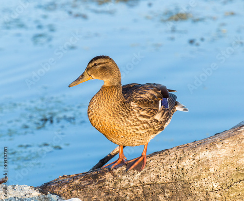 Female mallard duck with reflection in clean water © lupigisella