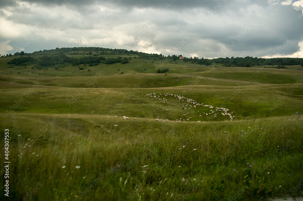 Krajobraz zielone pola i pasące się owce