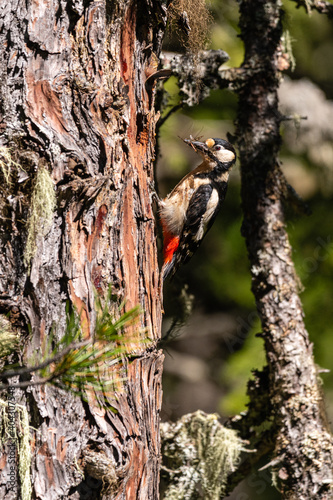Female great spotted woodpecker (Dendrocopos major) at the nest hole with an insect