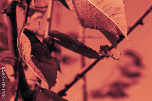 A cherry bush with foliage and branches sways in the gusts of wind at dusk at sunset. Selective focus, white balance  . photo