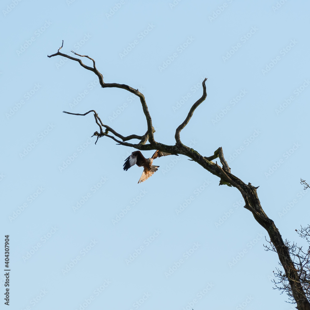 Majestic red Kite Landing on an Old Tree Majestic red Kite Landing on an Old Tree