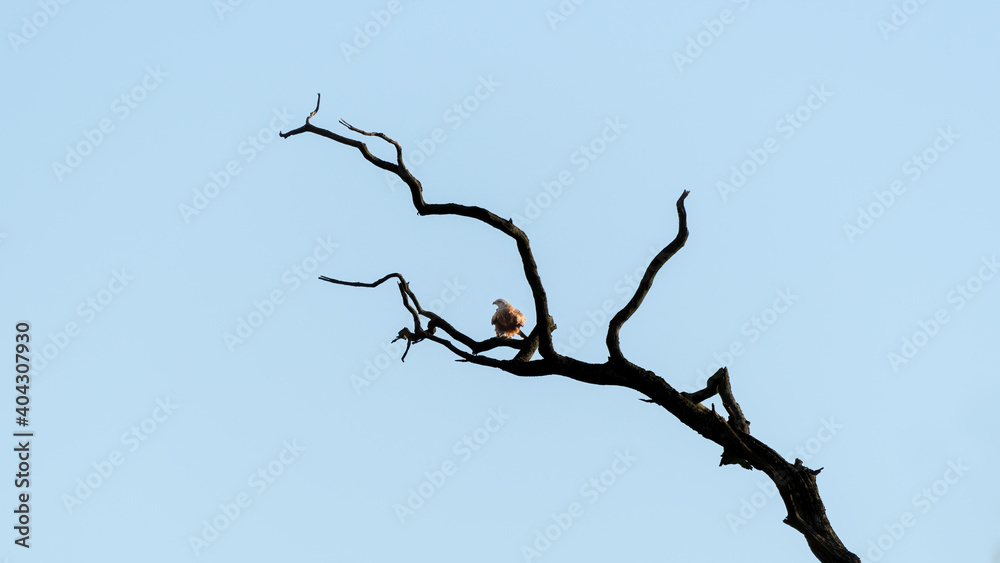 Majestic red Kite Feeding in an Old Tree Majestic red Kite Feeding in an Old Tree