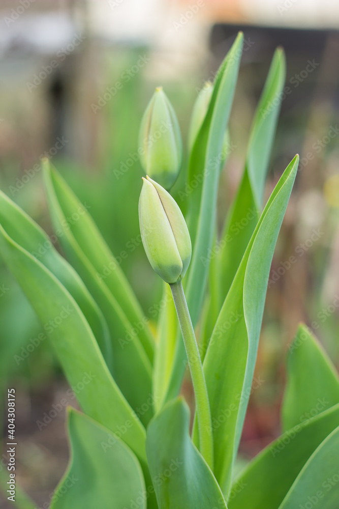green tulip buds blooms in spring in the sun in the grass green tulip buds blooms in spring in the sun in the grass