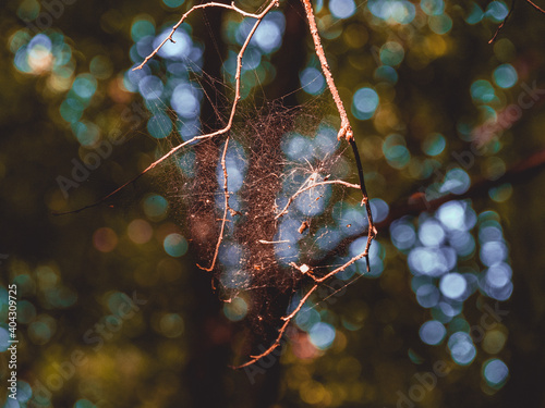 Spider web on a branch