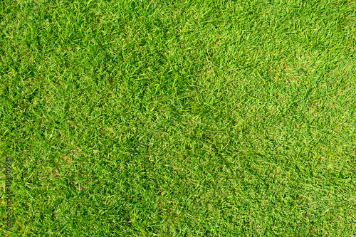 Texture background of green grass is used to make sports fields such as golf, soccer, football and gardening. Close-up.
