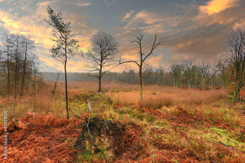 Herbstlicher Wald mit Sumpfgebiet