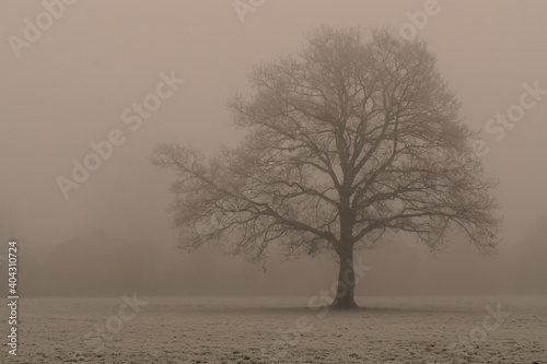 A lonely tree on a misty morning in the park, Coventry, England © Olya GY