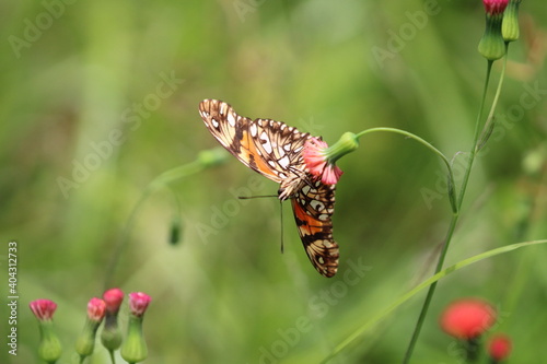butterfly on flower