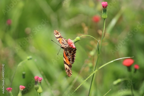 butterfly on a flower