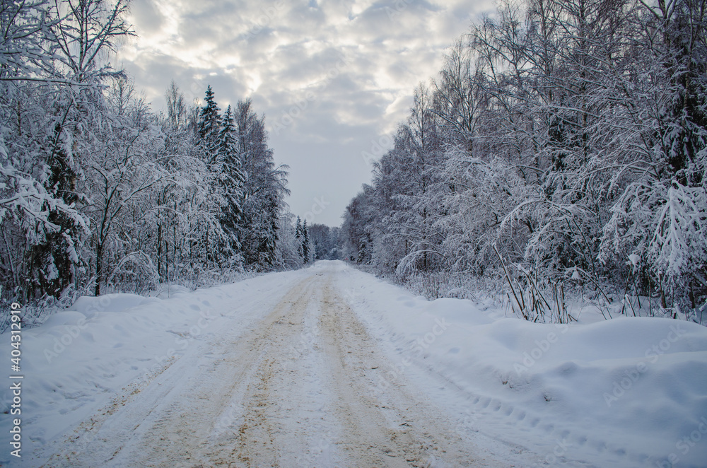 Beautiful forest landscape in January. A lot of snow and a sunny day Beautiful forest landscape in January. A lot of snow and a sunny day