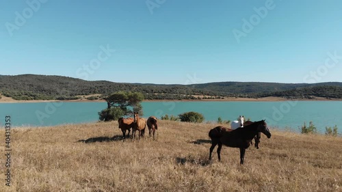Herd of wild horses grazing a mediterranean meadow near turquoise lake - Aerial low angle fly-over shot