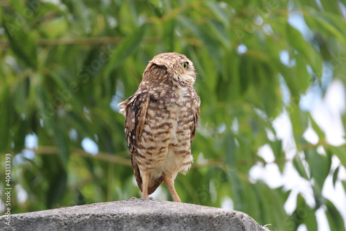 horned owl