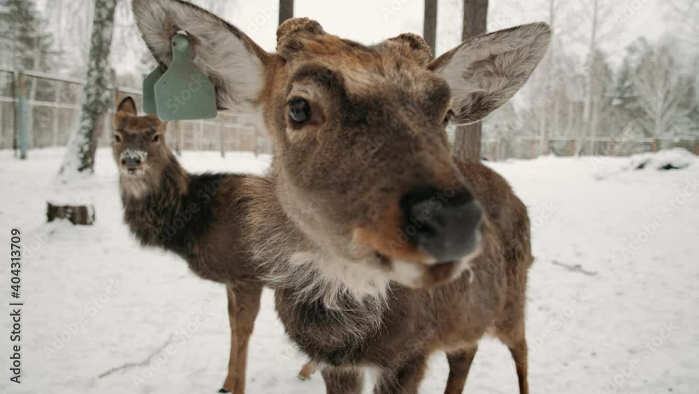 Close-up of deer. Deer looks right into the camera. Deer In Woods Looking At Camera In Parc close up. Close-up of deer. Deer looks right into the camera. Deer In Woods Looking At Camera In Parc close up.