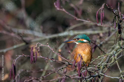 Eisvogel (Alcedo atthis) Weibchen photo