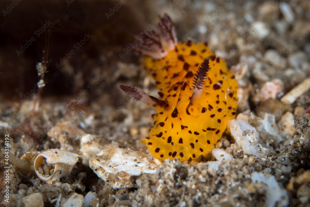 Orange and black Batangas nudibranch