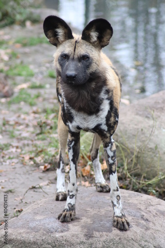 Hyänenhund oder Afrikanischer Wildhund