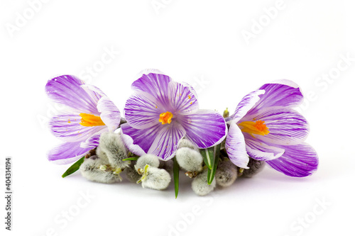 crocus flowers and pussy willow twigs on white background