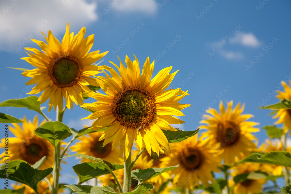 Sonnenblumen (Helianthus annuus), Sonnenblumenfeld Sonnenblumen (Helianthus annuus), Sonnenblumenfeld