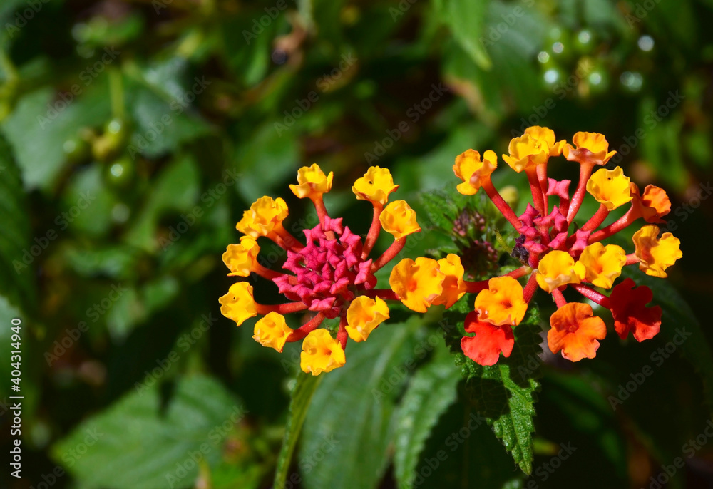 Lantana camara is a species of flowering plant native to the American tropics.Selective focus. Lantana camara is a species of flowering plant native to the American tropics.Selective focus.