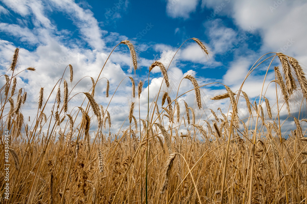 Obraz premium Getreidefeld