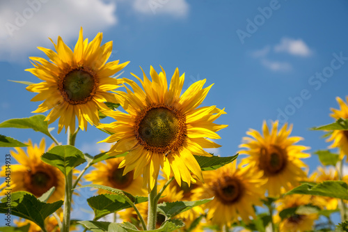 Sonnenblumen (Helianthus annuus), Sonnenblumenfeld © AnnaReinert
