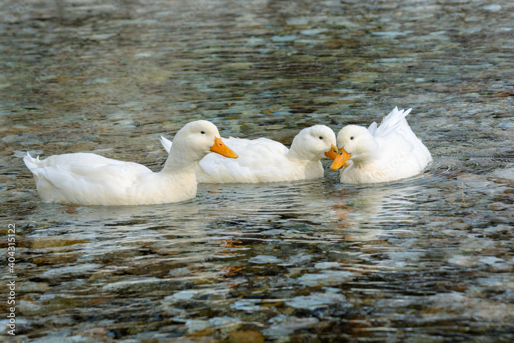 Three ducks floating in pond Three ducks floating in pond
