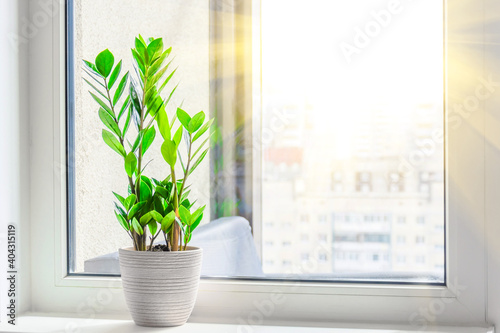 Green Zamioculcas plant on the windowsill bright rays of the spring sun outside the window room  distance urban background  residential buildings.