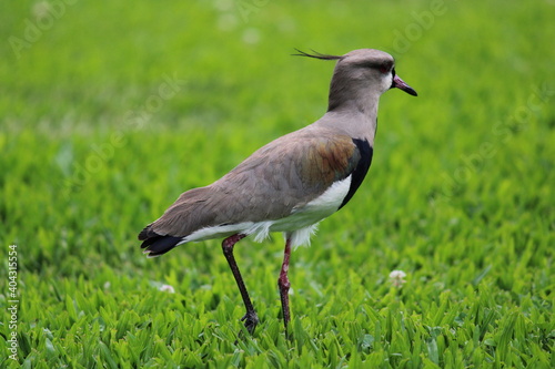 bird on a grass