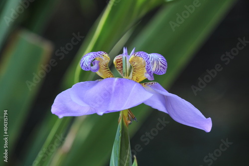 flower in the garden
