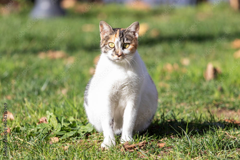 Portrait of a stray pregnant cat in park. Istanbul, Turkey.