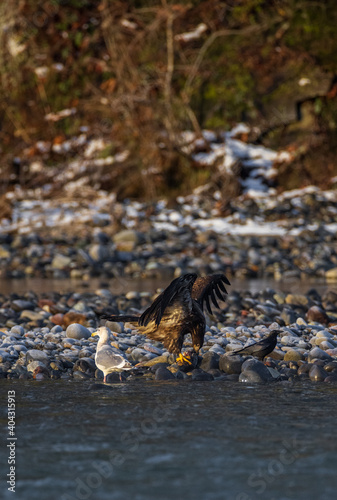 Majestic American juvenile brown bald eagle with large wings taking off and flying by the river in rain and snow in Pacific Northwest USA
