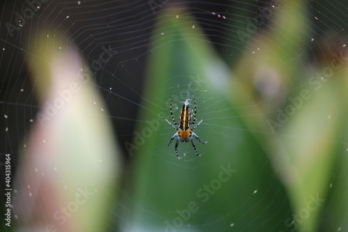spider on web © FERNANDO