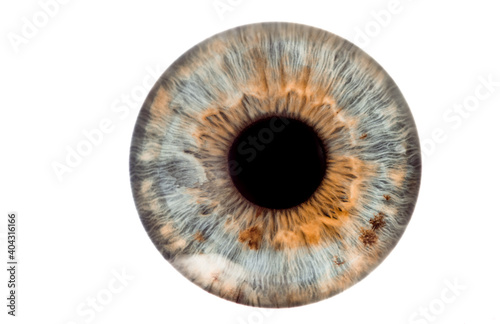 eye isolated on white