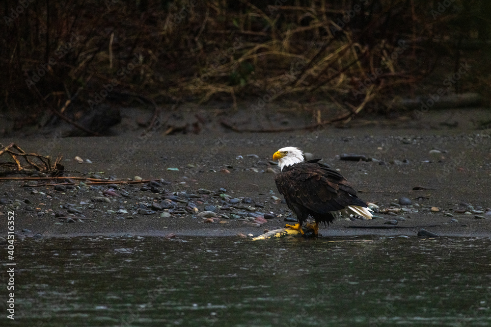 Majestic American bald eagle eats salmon fish carcass on rocks by the river in rain in Pacific Northwest USA Majestic American bald eagle eats salmon fish carcass on rocks by the river in rain in Pacific Northwest USA