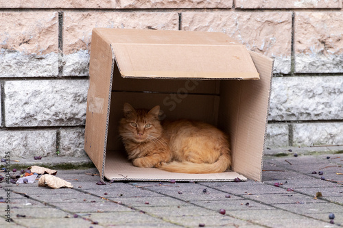 A red stray cat lies in a cardboard box on street. Istanbul, Turkey.