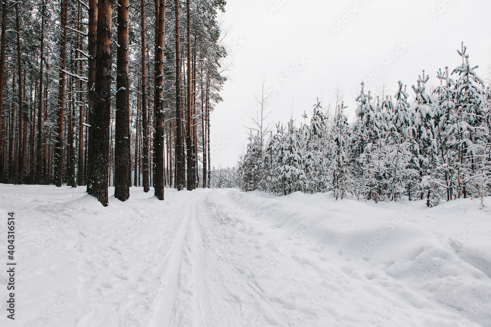 winter forest in the snow with ski track