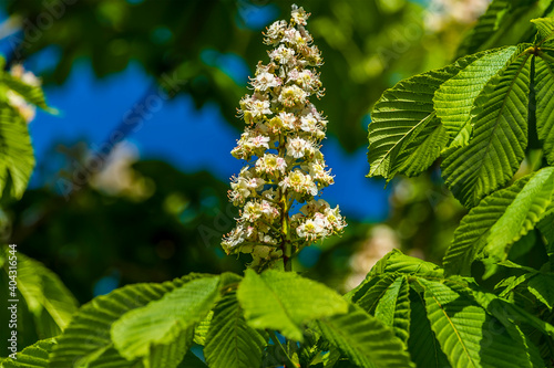 A view of a horse chestnut tree blossom in Leicestershire in springtime