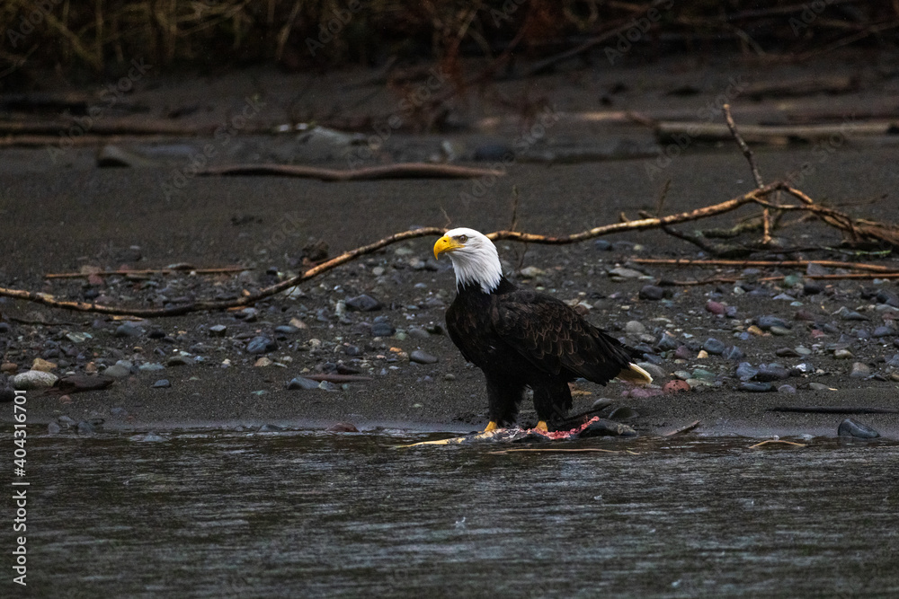 Majestic American bald eagle eats salmon fish carcass on rocks by the river in rain in Pacific Northwest USA Majestic American bald eagle eats salmon fish carcass on rocks by the river in rain in Pacific Northwest USA