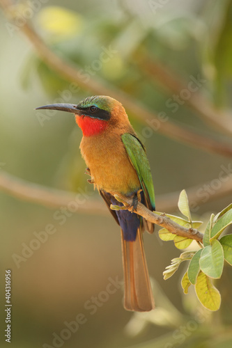 The red-throated bee-eater (Merops bullocki) sitting on the branch.Very colorful and funny bird from Africa sitting on a branch with a green background. photo