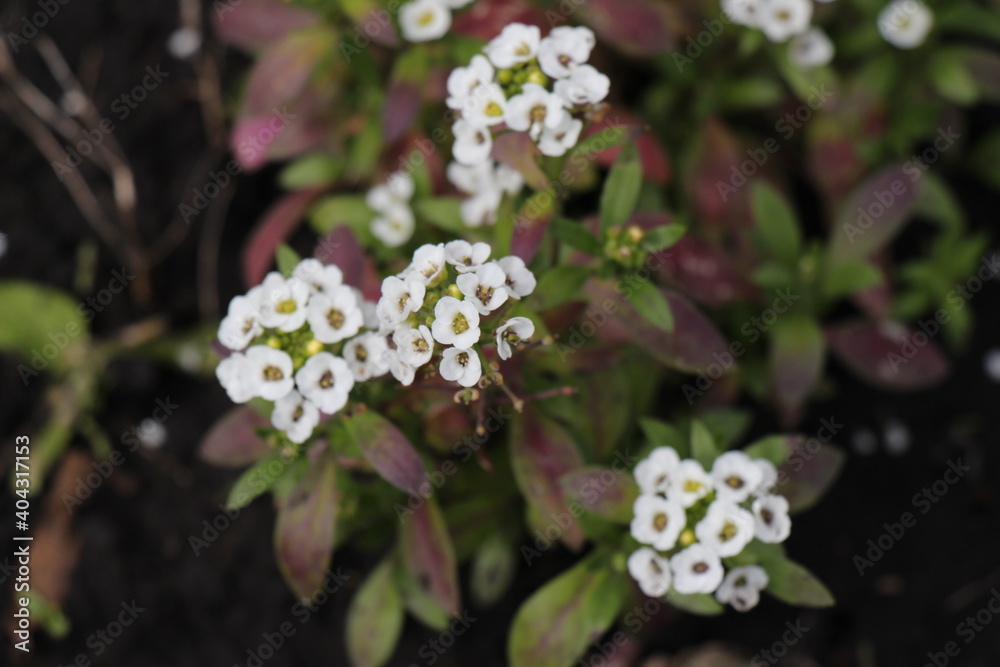 white alyssum flowers in the garden white alyssum flowers in the garden