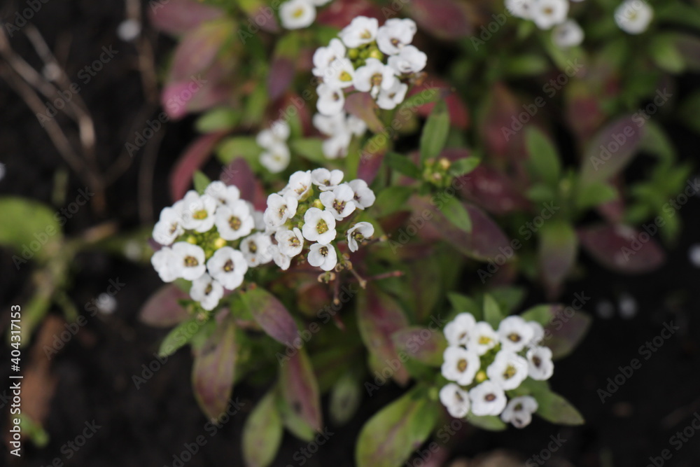 white alyssum flowers in the garden	