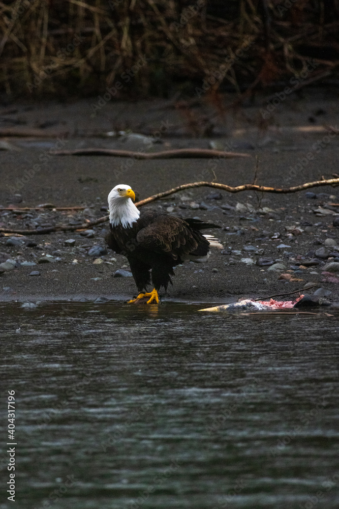Majestic American bald eagle eats salmon fish carcass on rocks by the river in rain in Pacific Northwest USA Majestic American bald eagle eats salmon fish carcass on rocks by the river in rain in Pacific Northwest USA