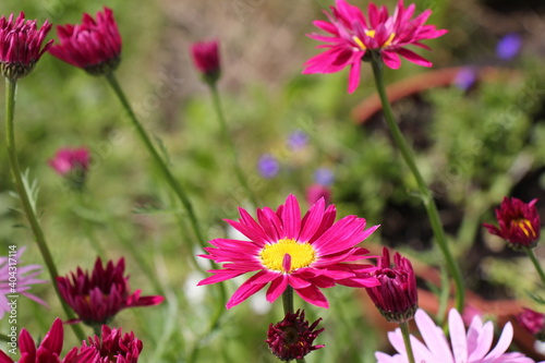 pink flowers in the field